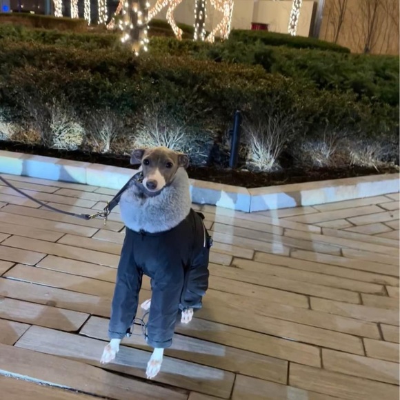 Bongoof Other - Bongoof Suit-Preme II - Size Small - Black (for Italian Greyhounds)